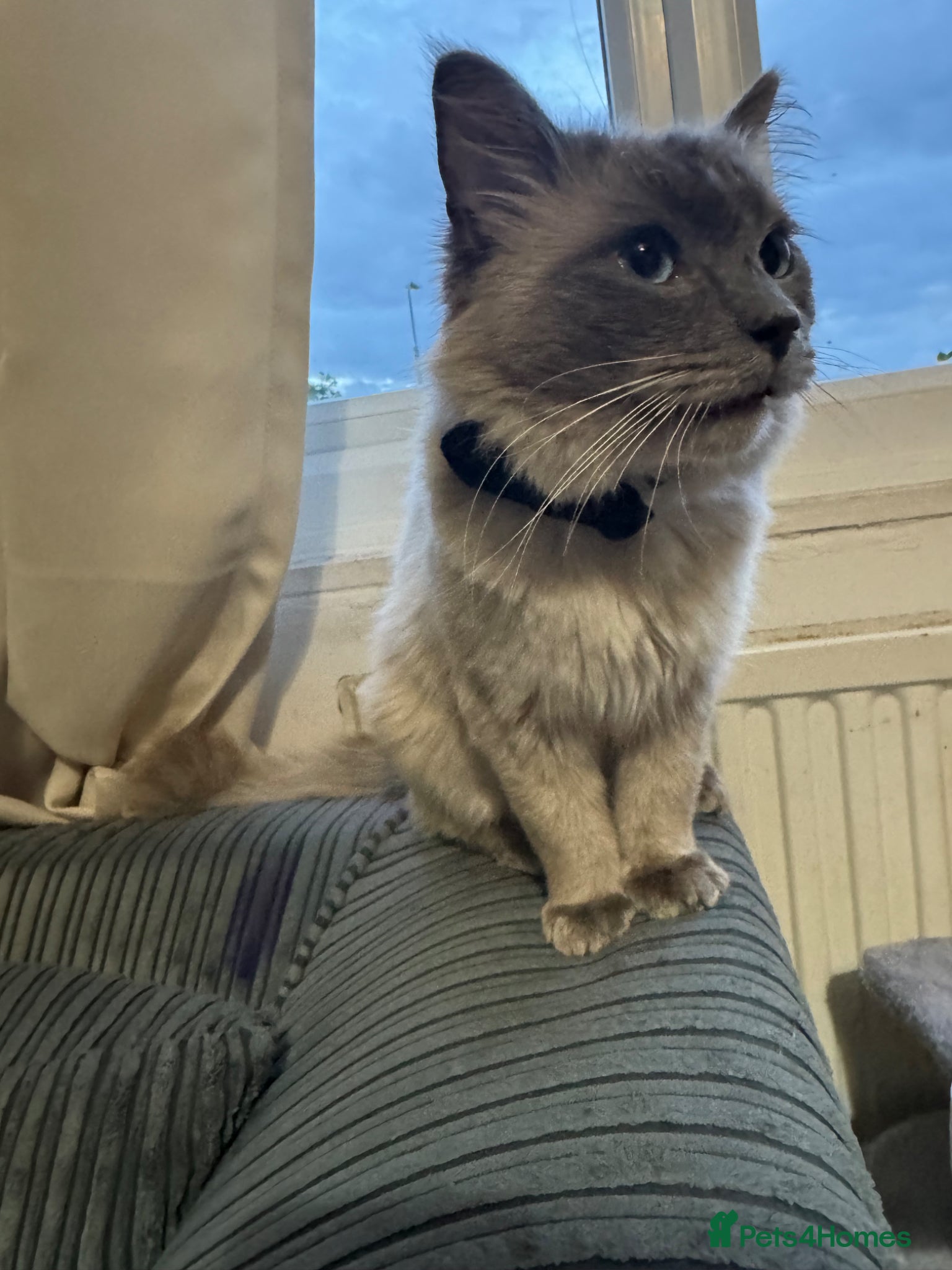 Ragdoll cats for sale: A beautiful and calm ragdoll cat  - Advert 3