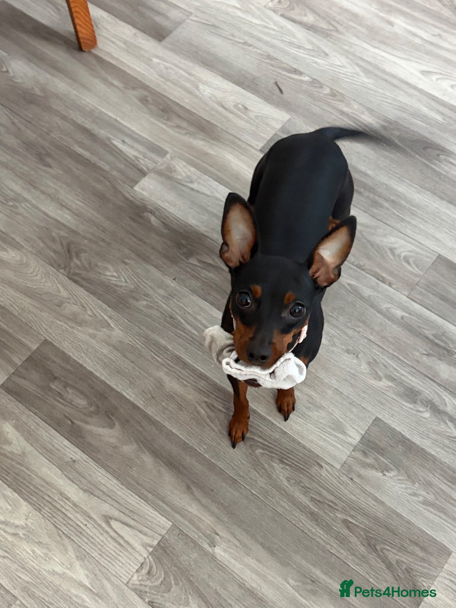 Miniature Pinscher dogs Loving Minpin for sale at £400 - Advert 1