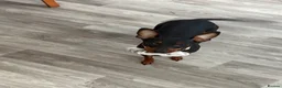 Miniature Pinscher dogs for sale: Loving Minpin for sale at £400 - Advert 1