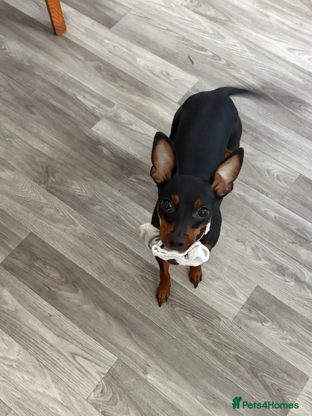 Miniature Pinscher dogs for sale: Loving Minpin for sale at £400 - Advert 1