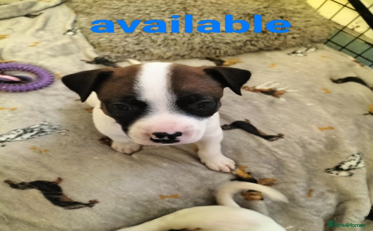 Mixed Breed dogs Cute litter of puppies  - Advert 9