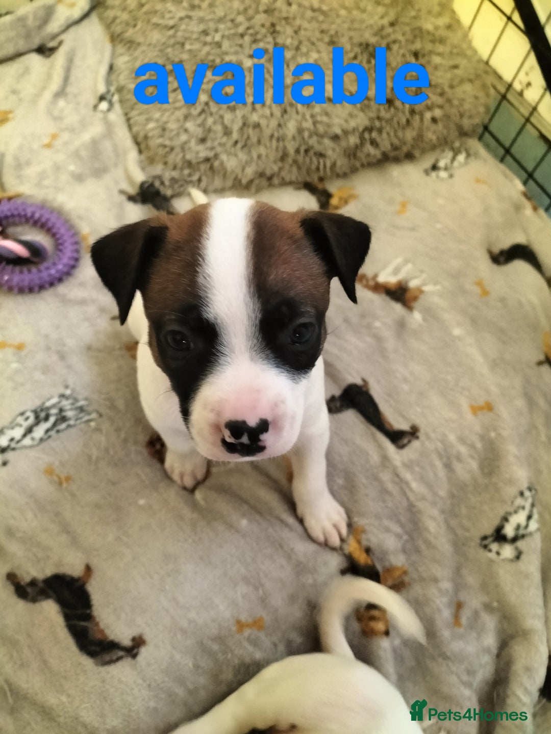 Mixed Breed dogs for sale: Cute litter of puppies  - Advert 1