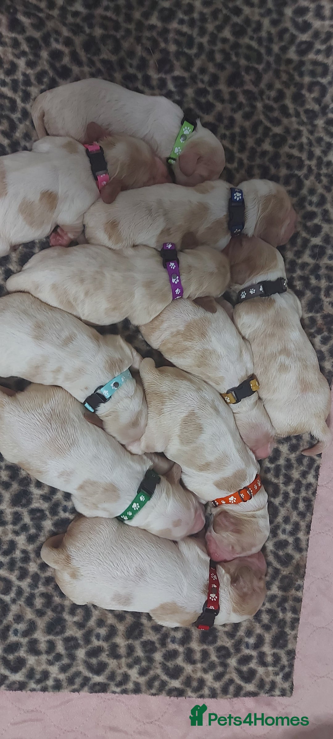 Cocker Spaniel dogs for sale: KC REG SHOW TYPE COCKER SPANIEL - Image 6
