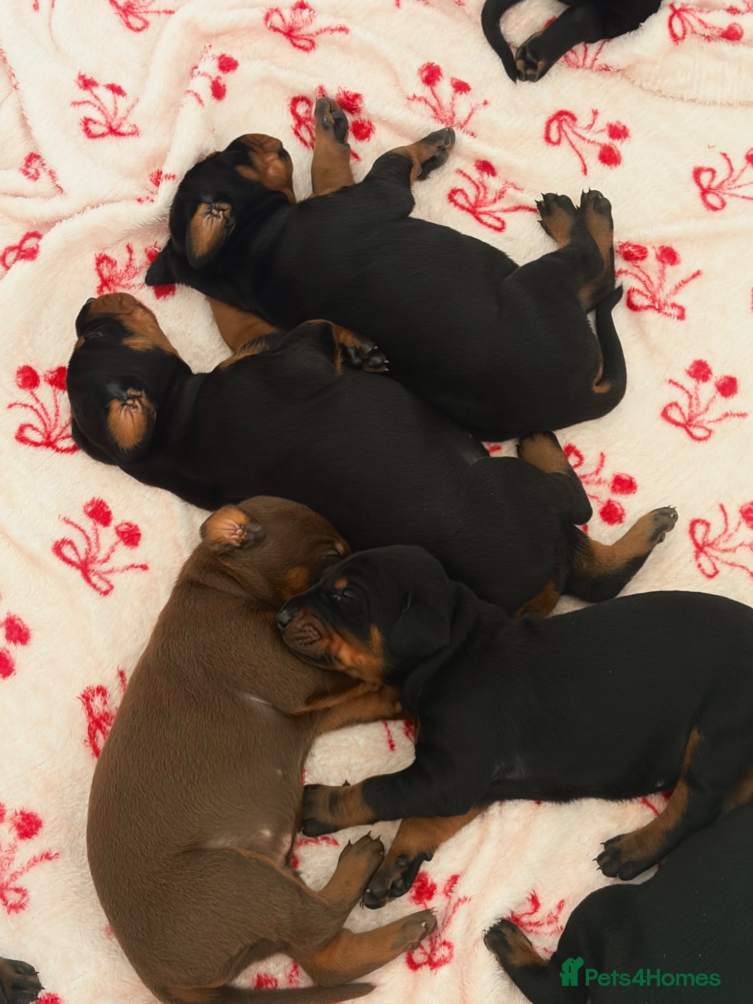 Dobermann dogs KC Registered Doberman Puppies | Health Tested 🐾 - Advert 1