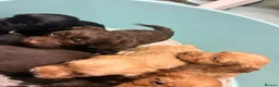 Cockapoo dogs for sale: Gorgeous cockatoo puppies  - Advert 8