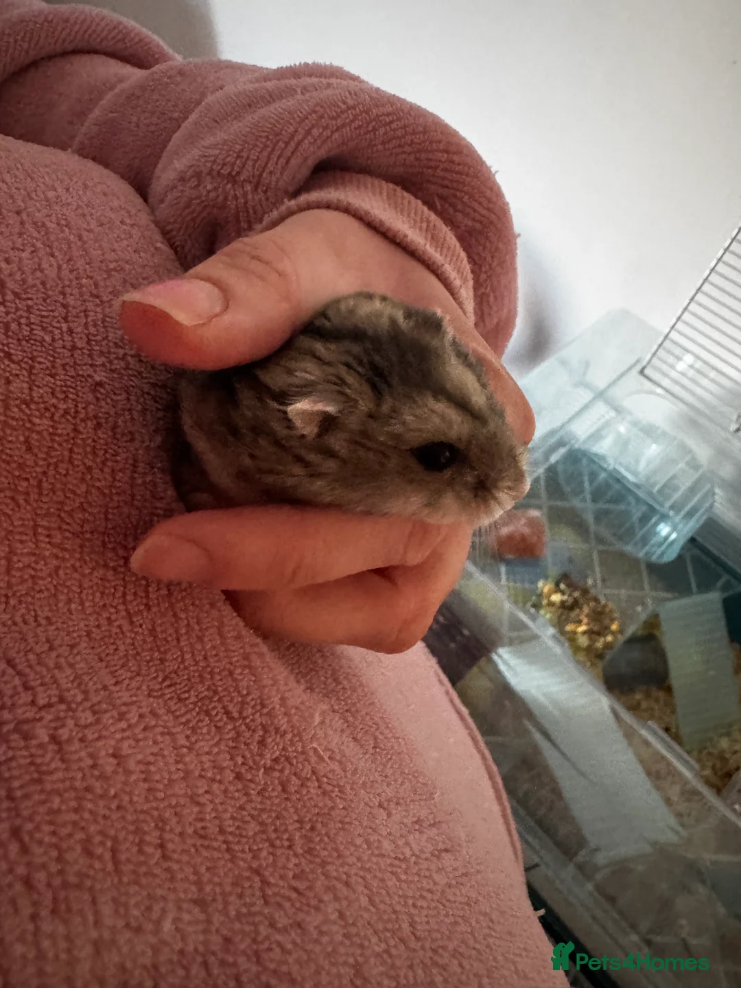 Hamster rodents for sale: Dwarf hamster  - Advert 1
