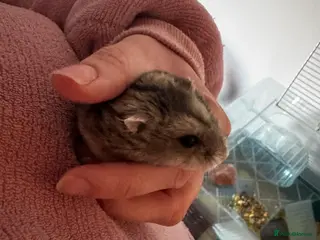 Hamster rodents Dwarf hamster - Advert 1