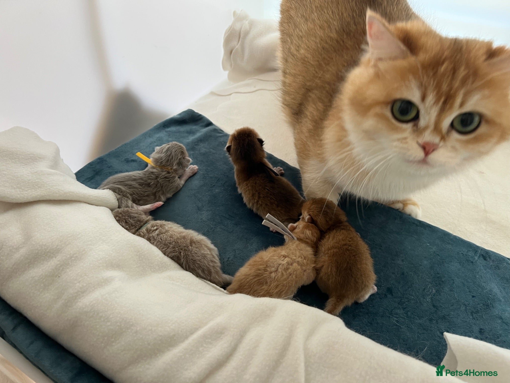 British Shorthair cats Active queens to pet hobby breeder ONLY  - Advert 1
