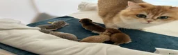 British Shorthair cats for sale: Active queens to pet hobby breeder ONLY  - Advert 1