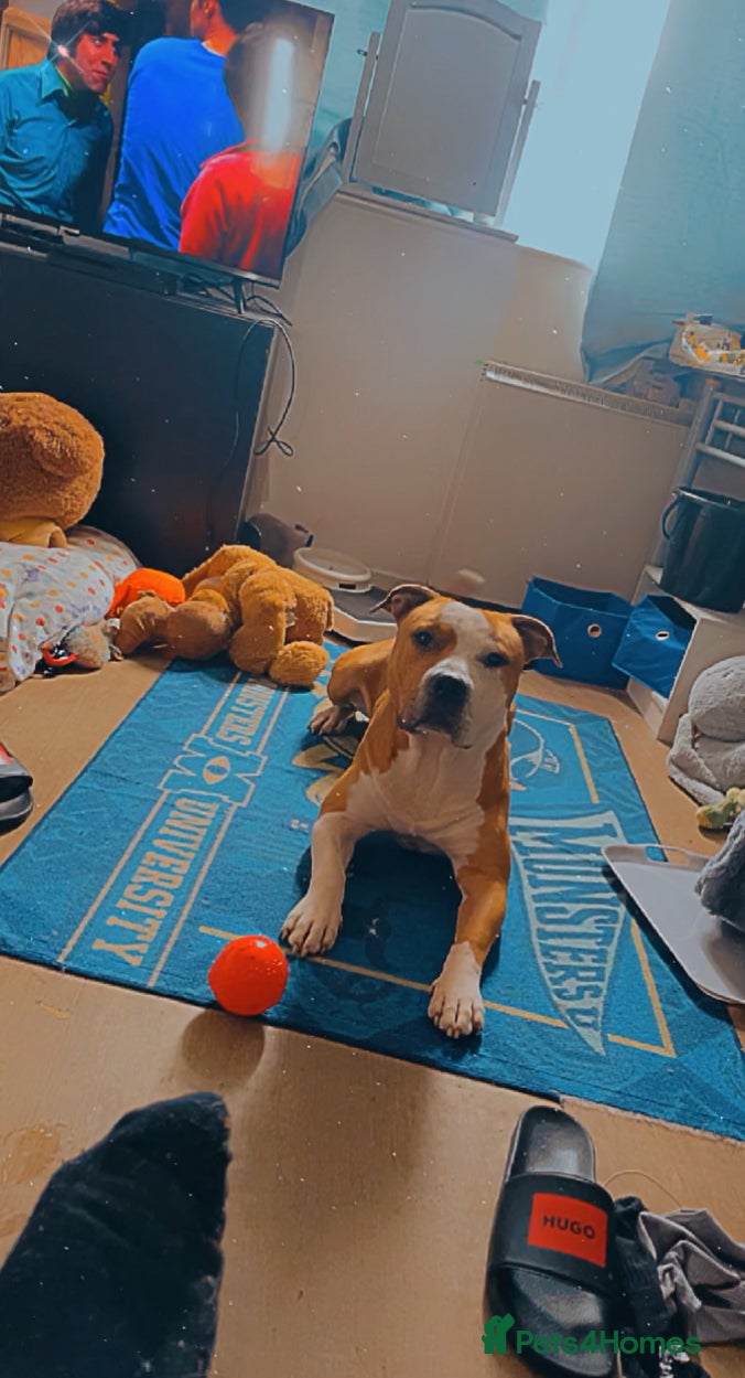 Mixed Breed dogs 3 year old staff x American bulldog  - Advert 1