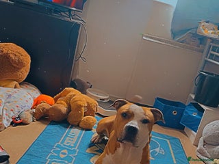 Mixed Breed dogs - Advert 17