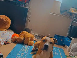 Mixed Breed dogs 3 year old staff x American bulldog - Advert 1