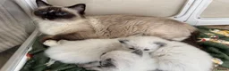 Ragdoll cats for sale: Beautiful ragdolls  in Carnforth - Advert 1