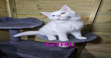 Maine Coon cats - Advert 1