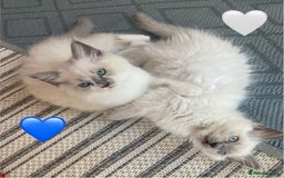 Ragdoll cats for sale: Handsome playful Ragdoll Kitten - Male - Image 4