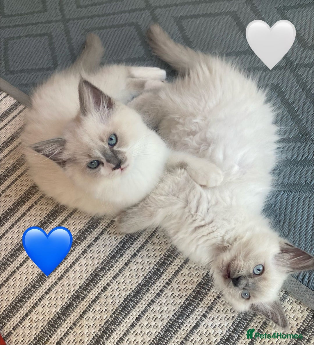 Ragdoll cats for sale: Handsome playful Ragdoll Kitten - Male - Image 4