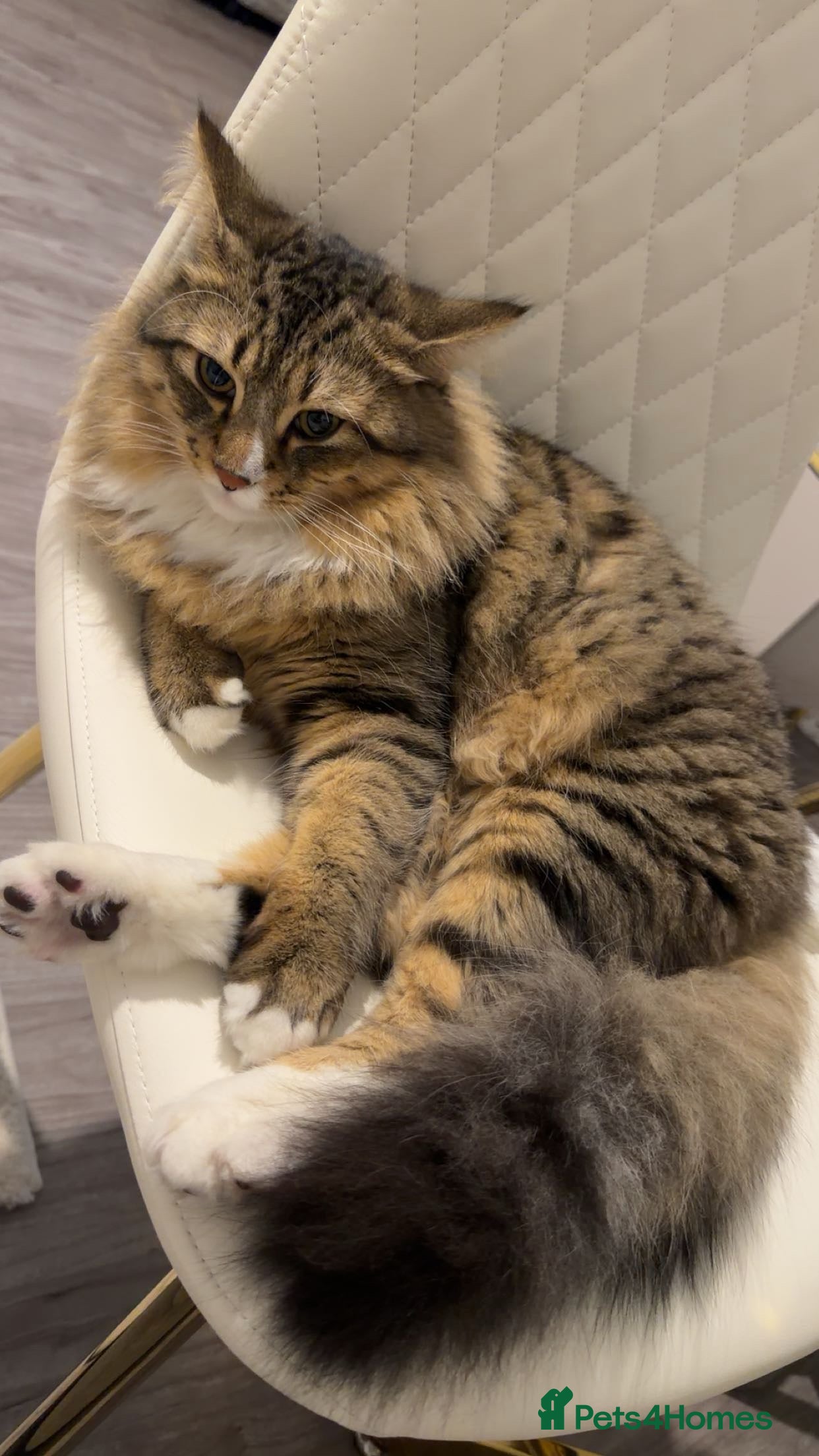 Maine Coon cats Maine coon cat - Advert 2