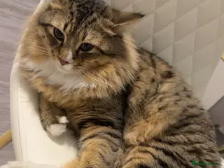 Maine Coon cats Maine coon cat - Advert 2