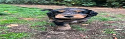 Cocker Spaniel dogs for sale: Gorgeous Schnocker puppies - Advert 12