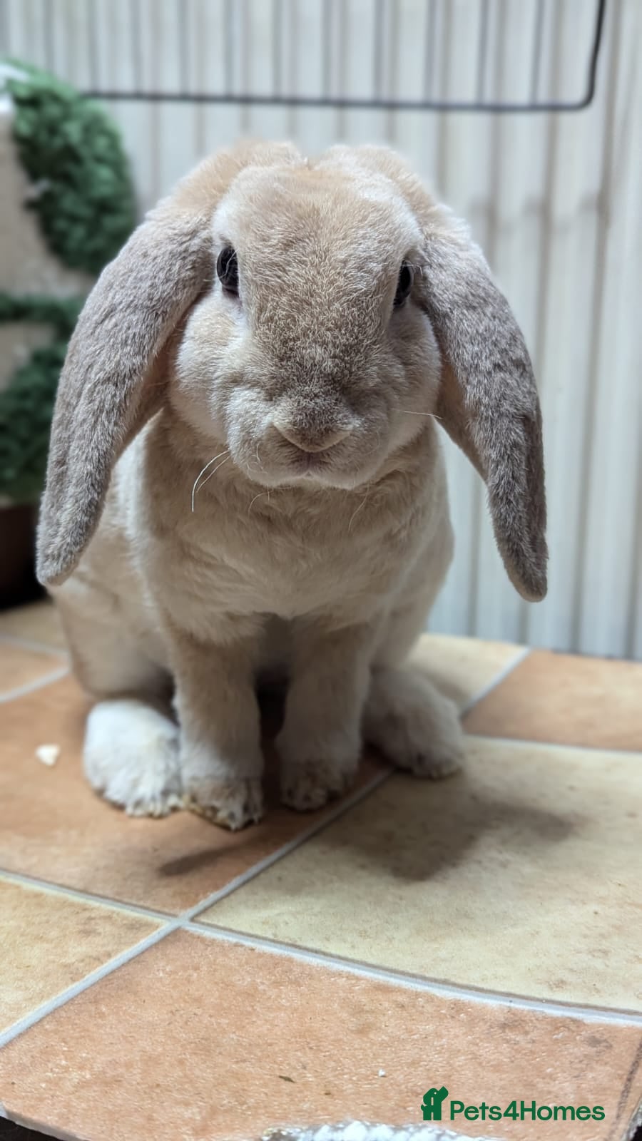 Mini Lop rabbits Pure breed plush mini lops babies  - Advert 2