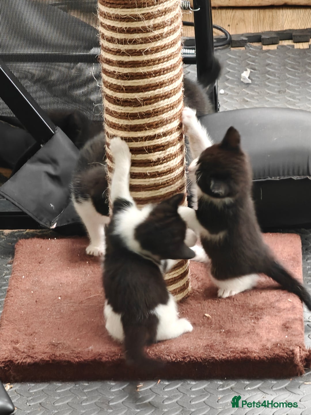 Mixed Breed cats for sale: 6 kittens from Lilly - Image 2