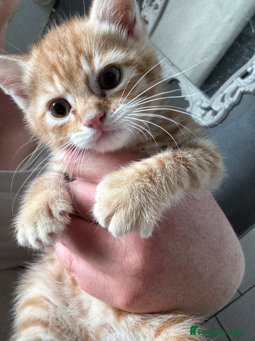 Domestic Shorthair cats for sale: Kittens - Image 1