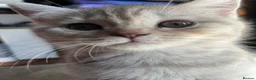 Scottish Fold cats for sale: ✨ One TICA girl left (straight eared) ✨  - Advert 8