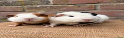 Guinea Pig rodents for sale: Stunning teddy boars - Advert 1
