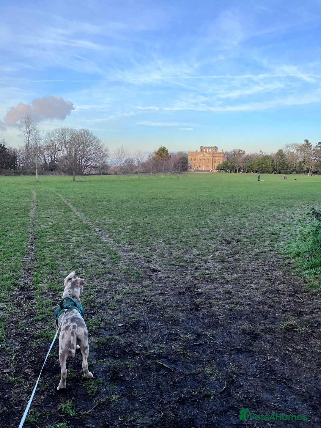 American Bully dogs for sale: Pocket X standard bully  in Bristol - Advert 5