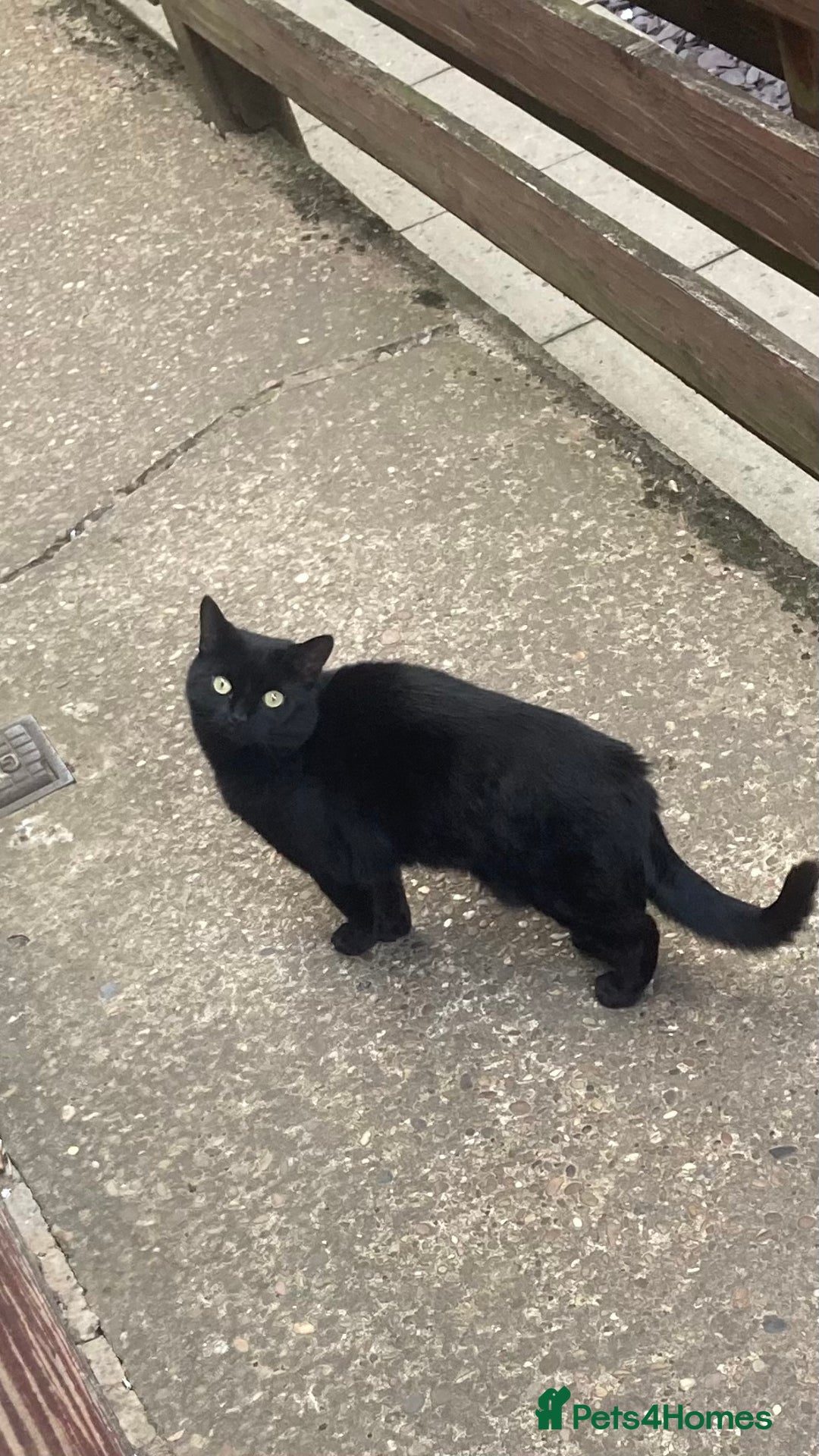 Mixed Breed cats for sale: Forever home required  - Image 6