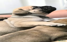 Bullmastiff dogs for sale: Bullmastiff Puppies  - Image 1