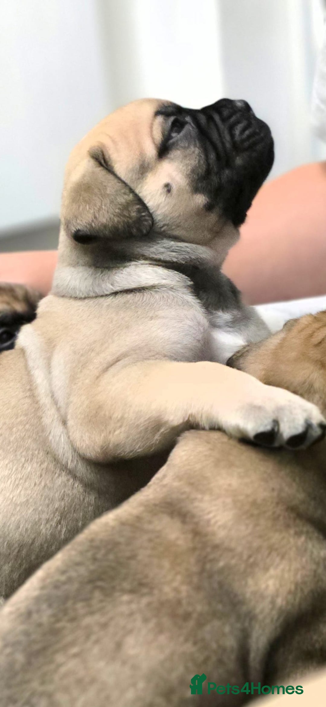 Bullmastiff dogs for sale: Bullmastiff Puppies  - Image 1