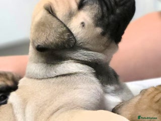 Bullmastiff dogs - Advert 1