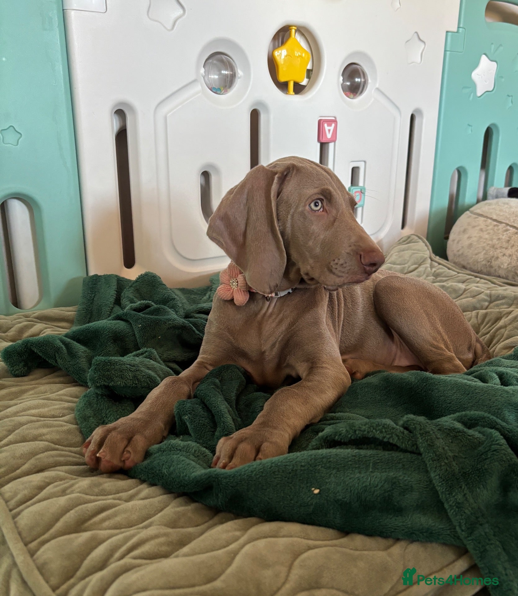 Weimaraner dogs 🩷Last girl ready to leave🩷 KC REG WEIMARANER - Advert 5