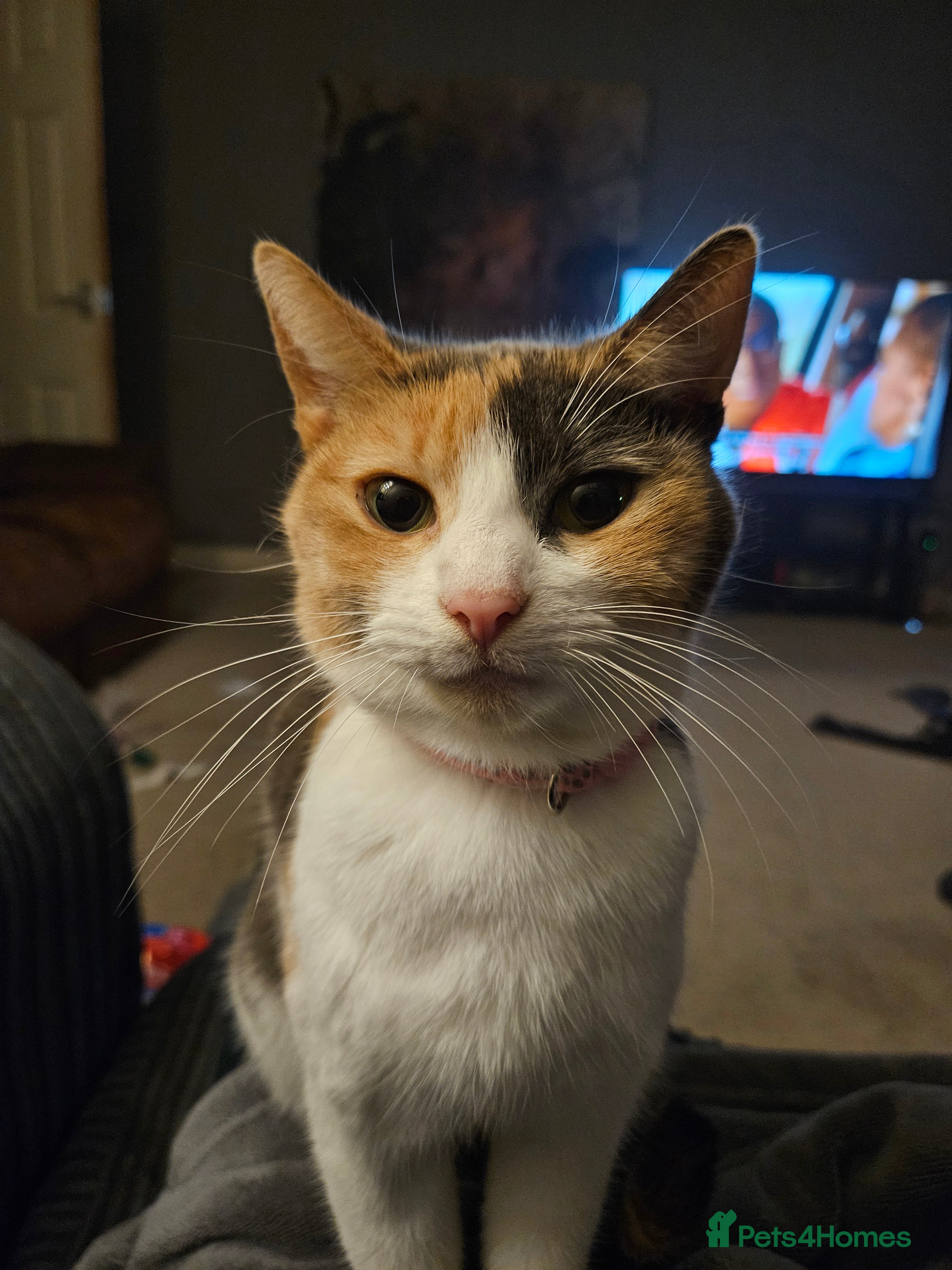 Mixed Breed cats Family cat Mimi - Advert 2