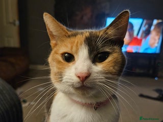 Mixed Breed cats Family cat Mimi - Advert 2