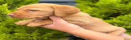 Labrador Retriever dogs for sale: Labrador puppies (licensed breeder) - Advert 11