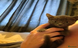 Russian Blue cats for sale: 3 female kittens  - Image 5