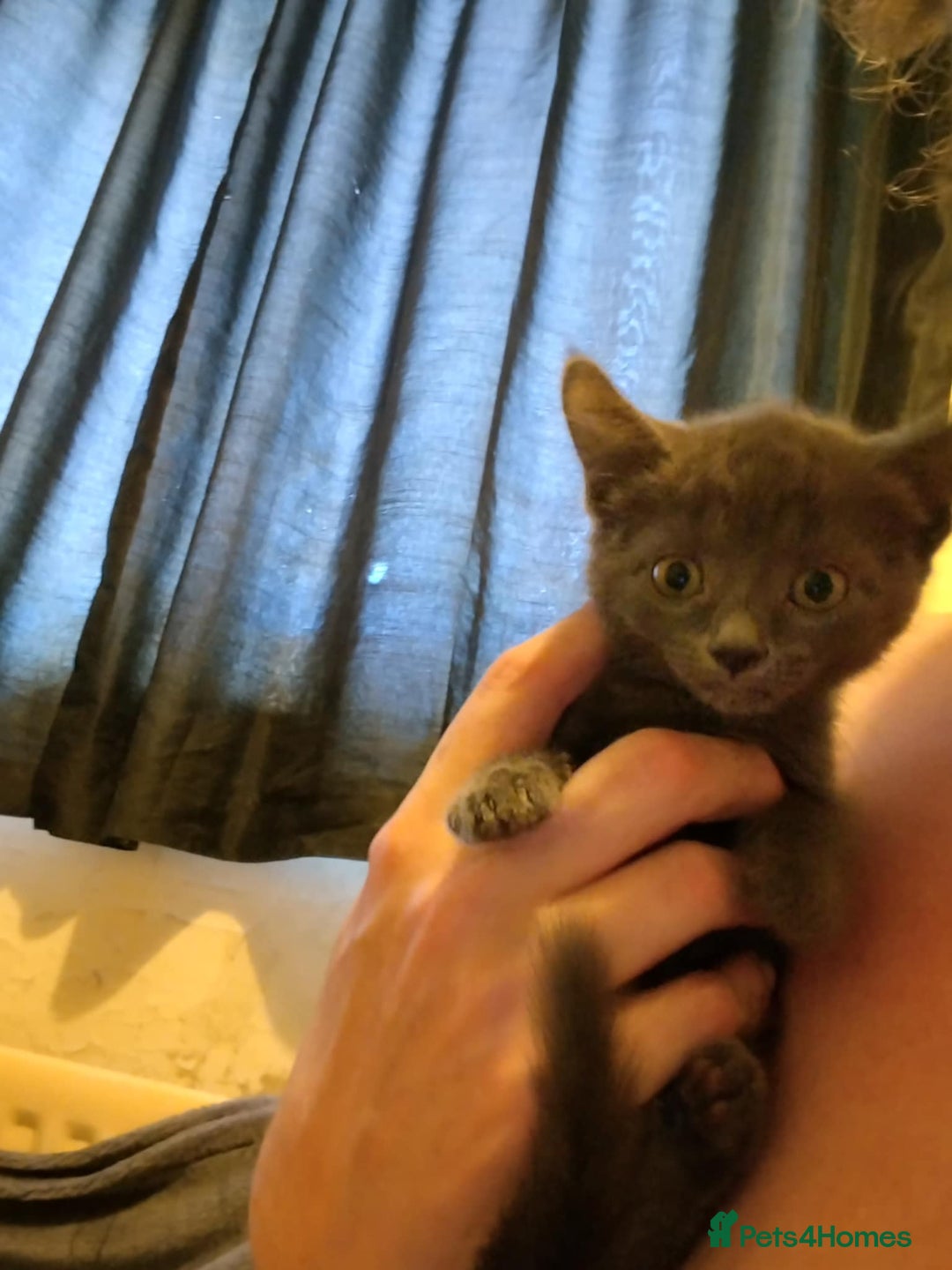 Russian Blue cats for sale: 3 female kittens  - Image 5
