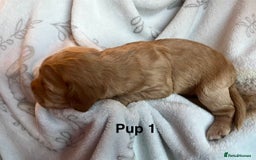 Cockapoo dogs for sale: Adorable Cocker Spaniel/Cockapoo Puppies - Image 9