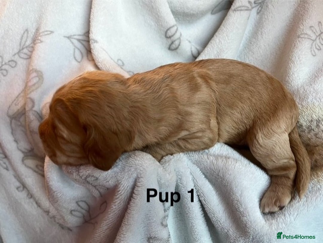 Cockapoo dogs for sale: Adorable Cocker Spaniel/Cockapoo Puppies - Image 9