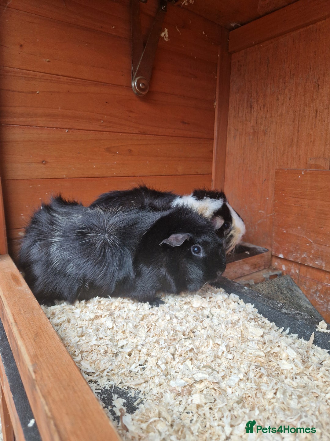 Guinea Pig rodents for sale: 2 Guinea Pig Sisters - Advert 2