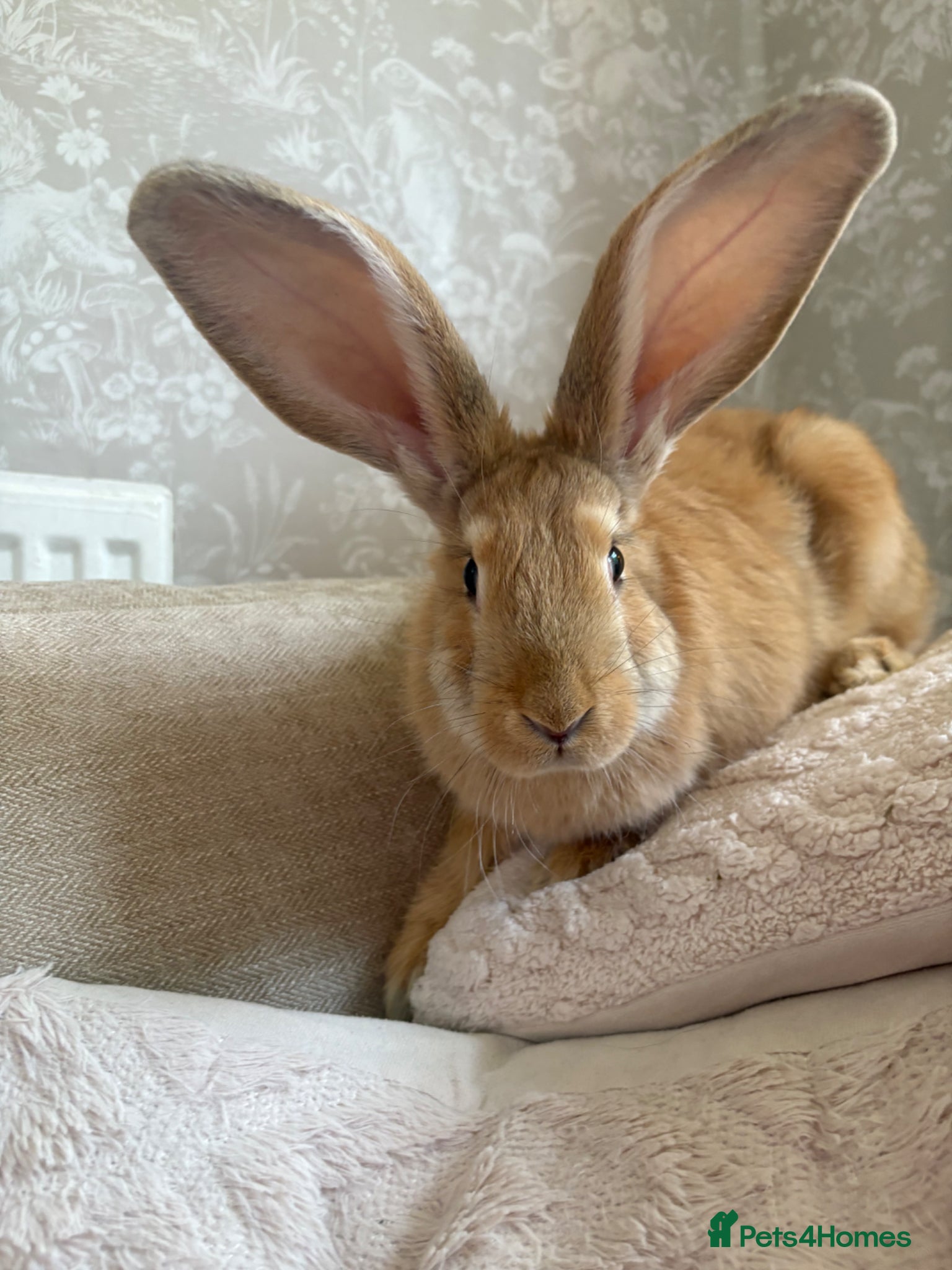 Continental Giant rabbits One left Lovely continental Giants baby rabbits  - Advert 1