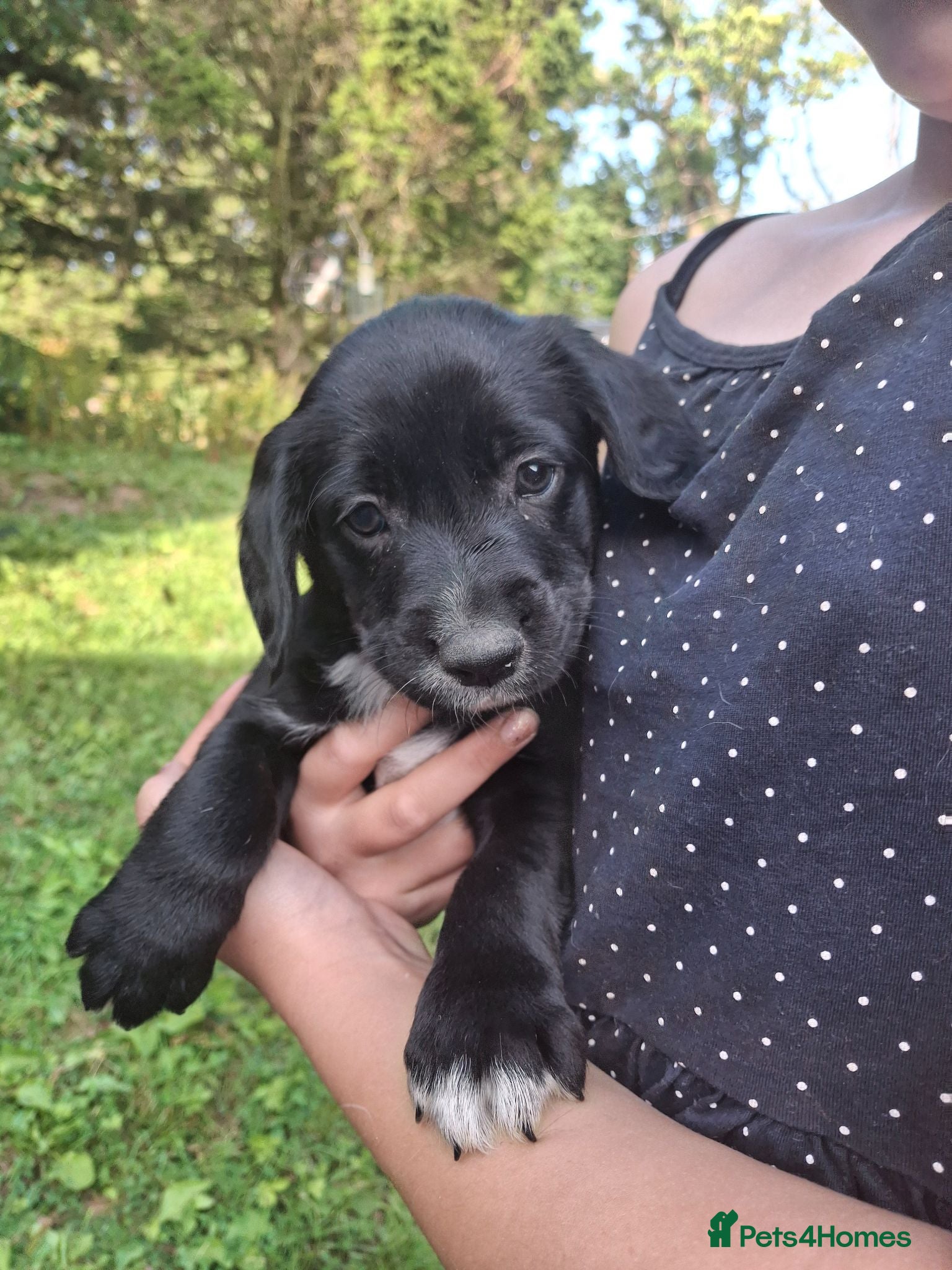 Mixed Breed dogs Collie x Cocker Spaniel pups - Advert 1
