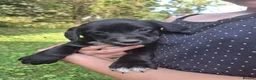 Mixed Breed dogs for sale: Collie x Cocker Spaniel pups in Sedbergh - Advert 1