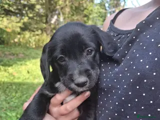 Mixed Breed dogs Collie x Cocker Spaniel pups - Advert 1