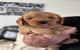 Cockapoo dogs for sale: Cockapoo puppies for sale  - Image 14