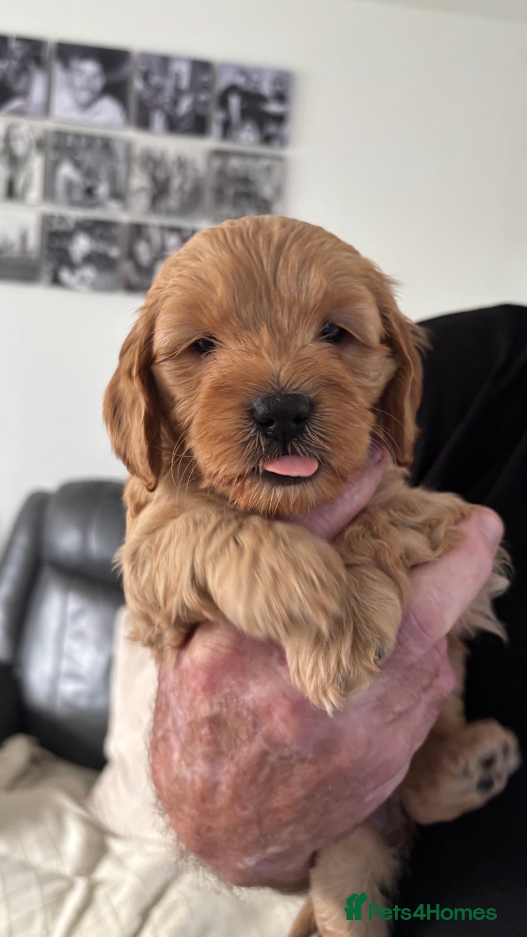 Cockapoo dogs for sale: Cockapoo puppies for sale  - Image 14