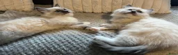 Ragdoll cats for sale: TICA REGISTERED RAGDOLL KITTENS  - Advert 2