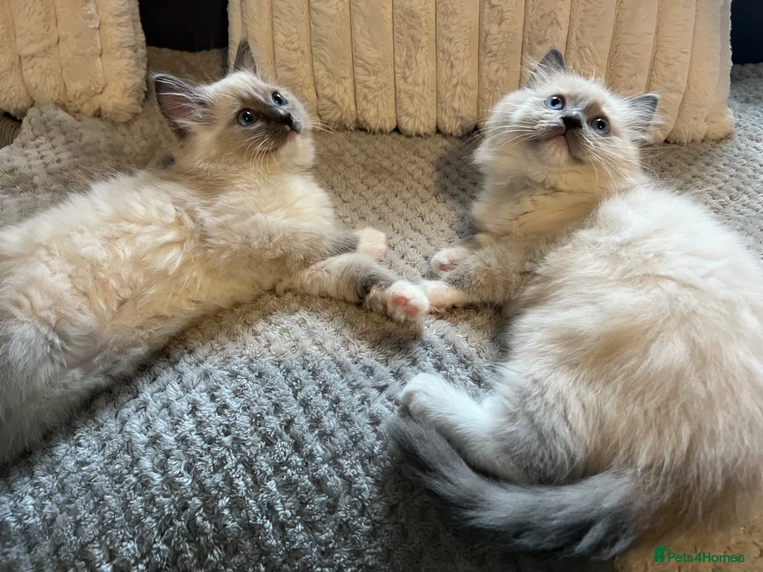 Ragdoll cats for sale: TICA REGISTERED RAGDOLL KITTENS  - Advert 2